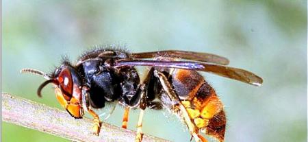 Re: Avispa, ataca coníferas.